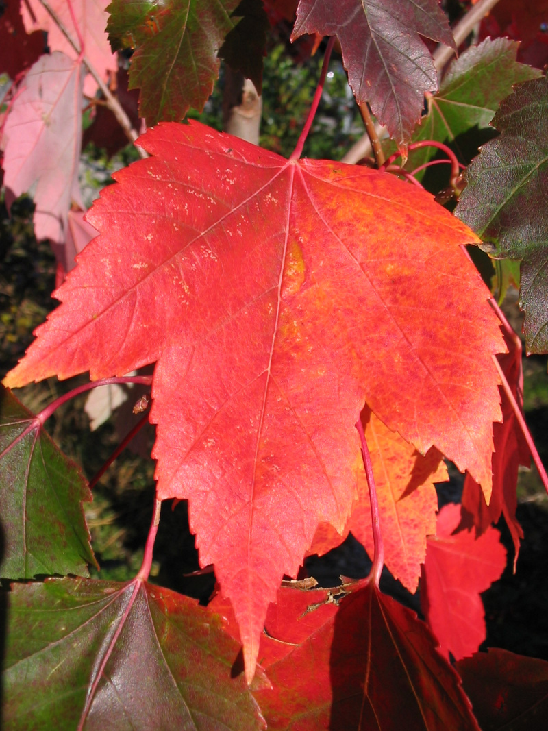 Acer rubrum (клен красный) 'Red Sunset'