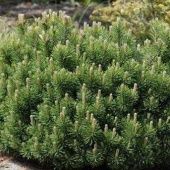 Сосна горная 'Мугус' (Pinus mugo 'Mughus)