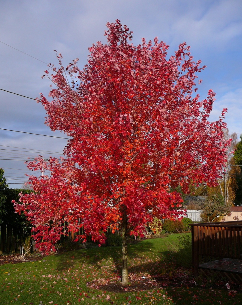 Acer rubrum (клен красный) 'Red Sunset'