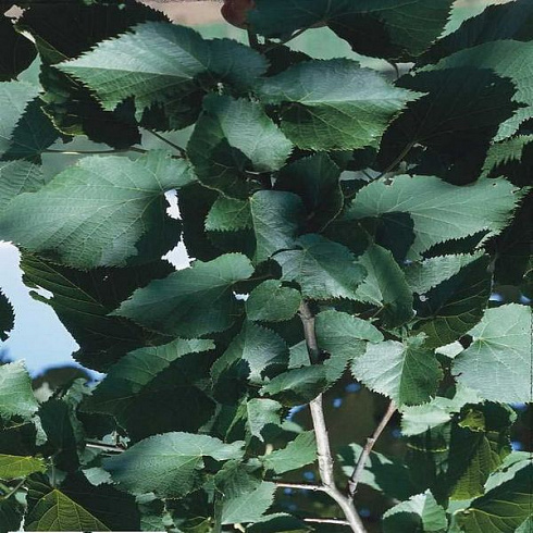 lipa-glenleven-tilia-flavescens-glenleven-listya