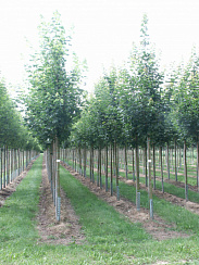 Клен остролистный 'Аллерсхаузен' (Acer platanoides 'Allerhausen')