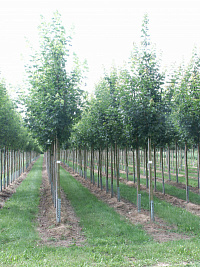 Клен остролистный 'Аллерсхаузен' (Acer platanoides 'Allerhausen')