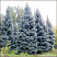 el-kolyuchaya-golubaya-picea-pungens-derevya