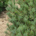 sosna-vejmutova-pinus-strobus-chast-krony.jpg