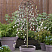 Ива козья 'Kilmarnock' (Salix 'Kilmarnock')1