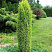 mozhzhevelnik-obyknovennyj-suehcika-juniperus-communis-suecica-vechnozelenyj-kustarnik