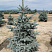 el-kolyuchaya-hupsi-picea-pungens-hoopsii-molodoe-derevo