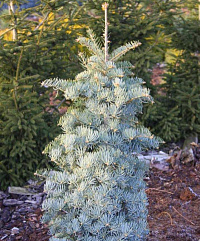 Пихта одноцветная 'Арчерс Дварф' (Abies concolor 'Archer's Dwarf')