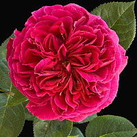 Роза 'Фальстаф' (Rose 'Falstaff')