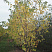 klen-serebristyj-acer-saccharinum-osennyaya-krona