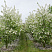 yablonya-dekorativnaya-ehverest-malus-evereste-derevya-ryadami