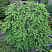 el-obyknovennaya-inversa-picea-abies-inversa-krona