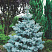 el-kolyuchaya-hupsi-picea-pungens-hoopsii-derevo