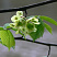 vyaz-shershavyj-ulmus-glabra-plody