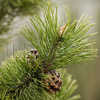 Сосна горная ф. древовидная (Pinus mugo var. uncinata)