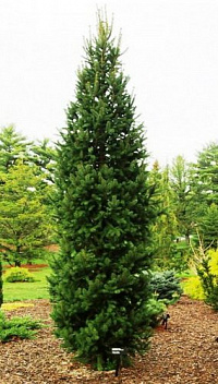 Ель обыкновенная 'Колумнарис' (Picea abies 'Columnaris')