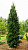 Ель обыкновенная 'Колумнарис' (Picea abies 'Columnaris')