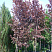 cheremuha-virginskaya-shubert-prunus-virginiana-shubert-sazhency
