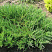 mozhzhevelnik-kazackij-mas-juniperus-sabina-mas-kust
