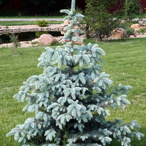 el-kolyuchaya-oldenburg-picea-pungens-oldenburg-krona