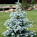 el-kolyuchaya-oldenburg-picea-pungens-oldenburg-krona