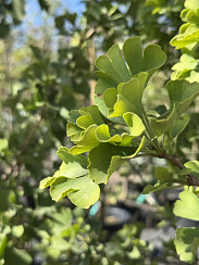 Гинкго двулопастный 'Хунор' (Ginkgo biloba 'Hunor')