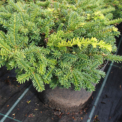 tiss-ostrokonechnyj-nana-taxus-cuspidata-nana-hvoya