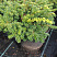 tiss-ostrokonechnyj-nana-taxus-cuspidata-nana-hvoya