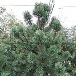 Сосна горная 'Гном' (Pinus mugo 'Gnom')