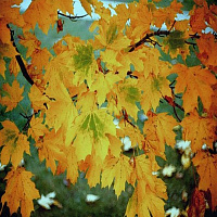 Клен остролистный 'Саммершейд' (Acer platanoides 'Summershade')