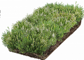 Рулонный многолетник Тимьян ползучий белый (Thymus serpyllum)