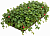 Рулонный многолетник Лапчатка индийская (дюшения) (Potentilla indica)