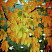 klen-ostrolistnyj-sammershejd-acer-platanoides-summershade