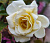 Роза 'Сиб Фрезия' (Rose 'Clb Freesia')