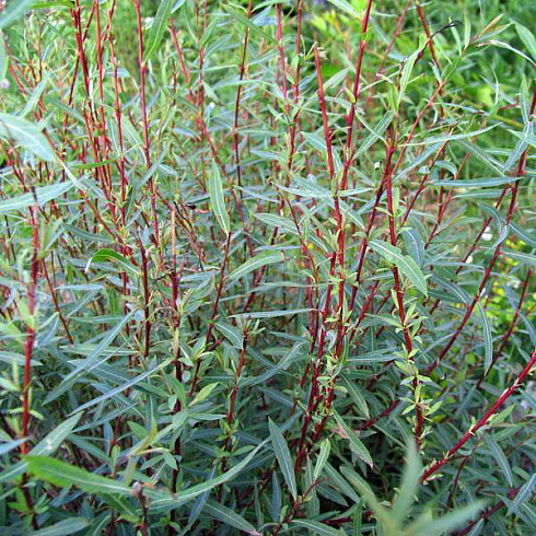 iva-purpurnaya-salix-purpurea-listopadnyj-kustarnik-ili-nevysokoe-derevce