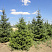el-serbskaya-picea-omorika-derevya-ryadami