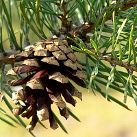 Сосна обыкновенная (Pinus sylvestris)
