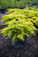 Можжевельник средний 'Олд Голд' (Juniperus media 'Old Gold')