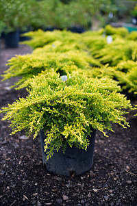 Можжевельник средний 'Олд Голд' (Juniperus media 'Old Gold')
