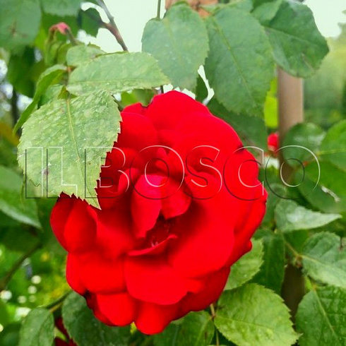 roza-pletistaya-santana-rose-santana-cvetok.jpg