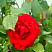 roza-pletistaya-santana-rose-santana-cvetok.jpg