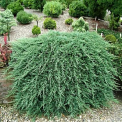 Можжевельник горизонтальный 'Вильтонии' (Juniperus horizontalis 'Wiltonii')