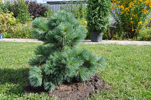 sosna-vejmutova-radiata-pinus-strobus-radiata-hvoya-golubovato-zelenogo-cveta-scaled