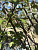 Яблоня декоративная 'Директор Мурланд' (Malus hybride 'Director Moerland')