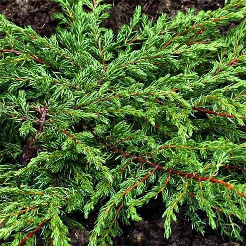 Можжевельник обыкновенный 'Repanda' (Juniperus communis 'Repanda')