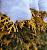 Туя западная 'Голден Брабант'' (Thuja occidentalis 'Golden Brabant')