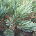 sosna-obyknovennaya-vatereri-pinus-sylvestris-watereri-vetv