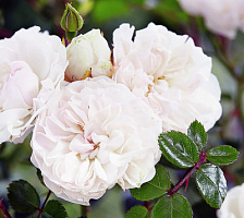 Роза 'Свани' (Rose 'Swany')