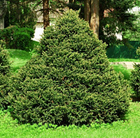 Ель обыкновенная 'Олендорффии' (Picea abies 'Ohlendorffii')