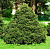 Ель обыкновенная 'Олендорффии' (Picea abies 'Ohlendorffii')